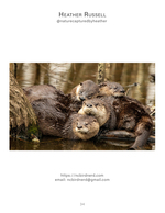 Wildlife photography
