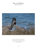 Wildlife photography