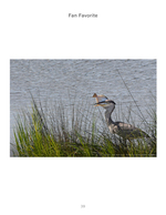 Wildlife photography