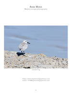 Sanderling wildlife photography on the rocks