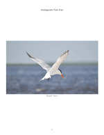 Royal Tern wildlife photography in flight