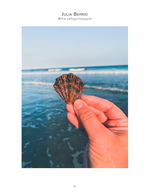 Scallop shell still life photography by the ocean
