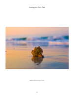 Conch shell still life photography at sunset
