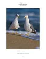 Lesser black-backed gull wildlife photography