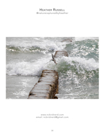Shorebird surf wildlife photography