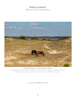Shackleford Banks wild horses wildlife photography