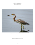 Tri-colored heron wildlife photography