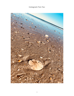Sand dollar resting on the beach, still life photography