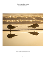 Shorebirds preening at golden hour, wildlife photography