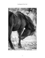 Wild pony grooming itself, wildlife photography