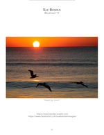 Pelicans flying at sunset, wildlife photography