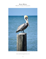Pelican resting on a piling, wildlife photography