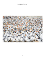 Dense colony of royal tern chicks, wildlife photography