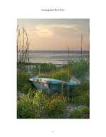 Wildflowers growing in an old rowboat, flower photography