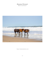 Wild horses walking along the shore, wildlife photography