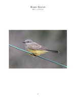 Small yellow-bellied bird on a wire, wildlife photography