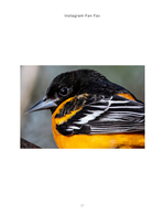 Close-up of a Baltimore oriole, wildlife photography