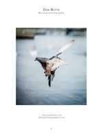 Pigeon in flight over the water, wildlife photography