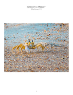 Ghost crab on the sand, wildlife photography