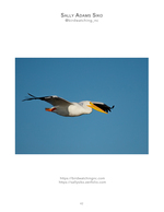 White pelican gliding across the sky, wildlife photography