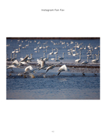 Tundra swans taking flight from the water, wildlife photography