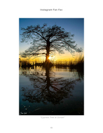Cypress tree silhouette reflected at sunset, landscape photography