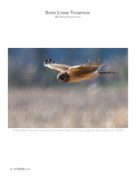 Northern Harrier wildlife photography