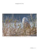 Snowy Owl wildlife photography