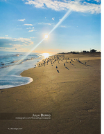 Shorebird wildlife photography at sunrise