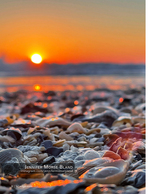 Seashell still life photography at sunset