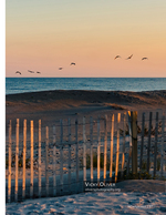Wildlife photography of birds in flight at sunset
