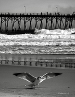 Black and white wildlife photography on the beach