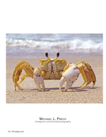Wildlife photography of a ghost crab on the beach