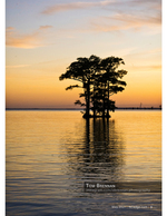 cypress trees landscape photography