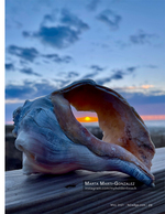seashell still life photography
