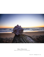 whelk shell still life photography