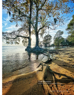 cypress roots landscape photography