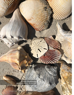 still life photography of shells and a sand dollar
