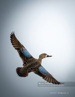 wildlife photography of a duck in flight