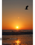 wildlife photography of a seagull silhouette at sunset