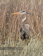 wildlife photography of a great blue heron in the marsh