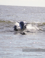 wildlife photography of a dolphin leaping in the surf