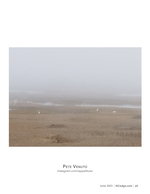 wildlife photography of egrets in the marsh fog