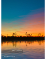 landscape photography of a treeline silhouette at sunset
