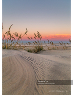 landscape photography of sea oats at sunset