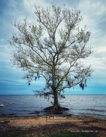 nature photography of a lone tree draped in Spanish moss