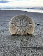 Sand dollar still life photography on the beach