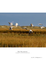 Egrets wildlife photography in flight over the marsh