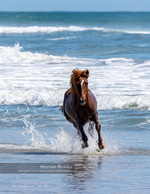 Wild horse wildlife photography running through the surf