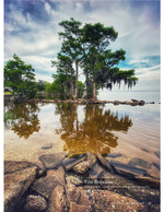 Cypress tree nature photography reflected on the water